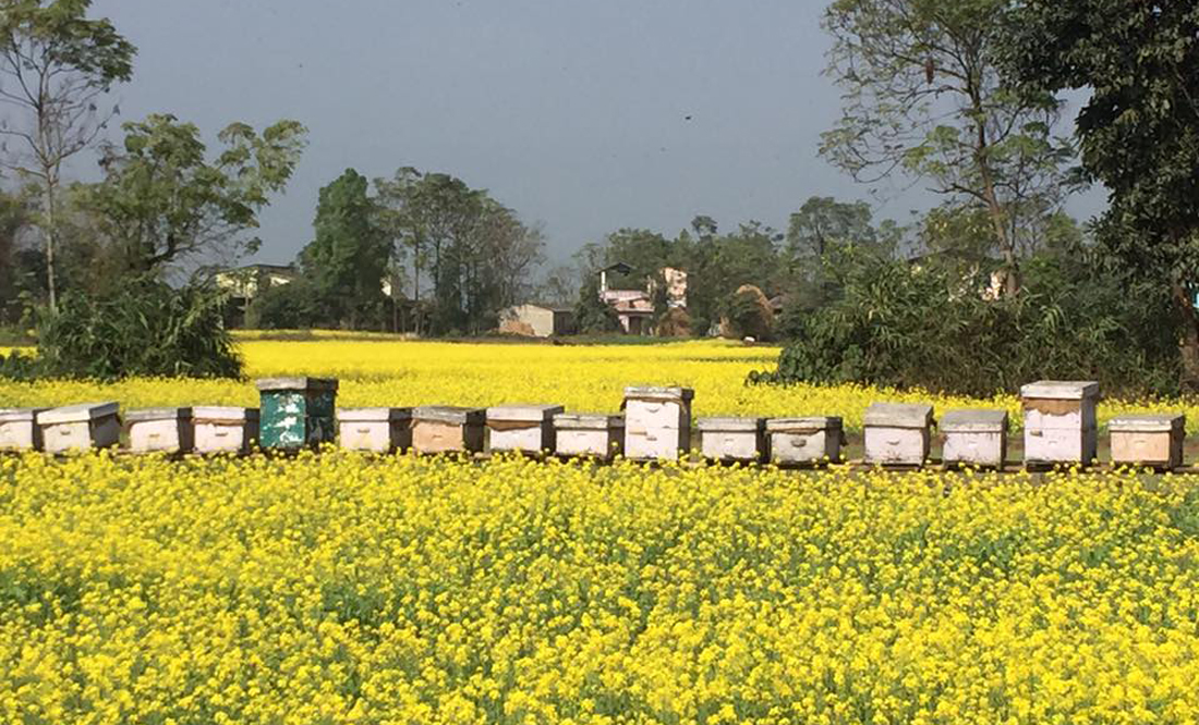 कृषकलाई मौरीसहितको घार